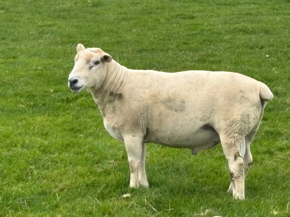 Easycare Rams - Image 2