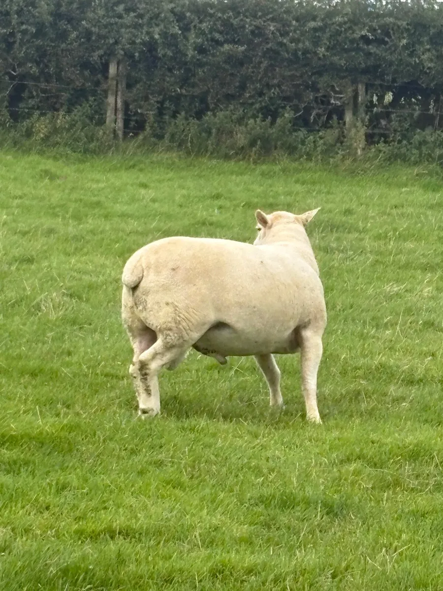 Easycare Rams - Image 3