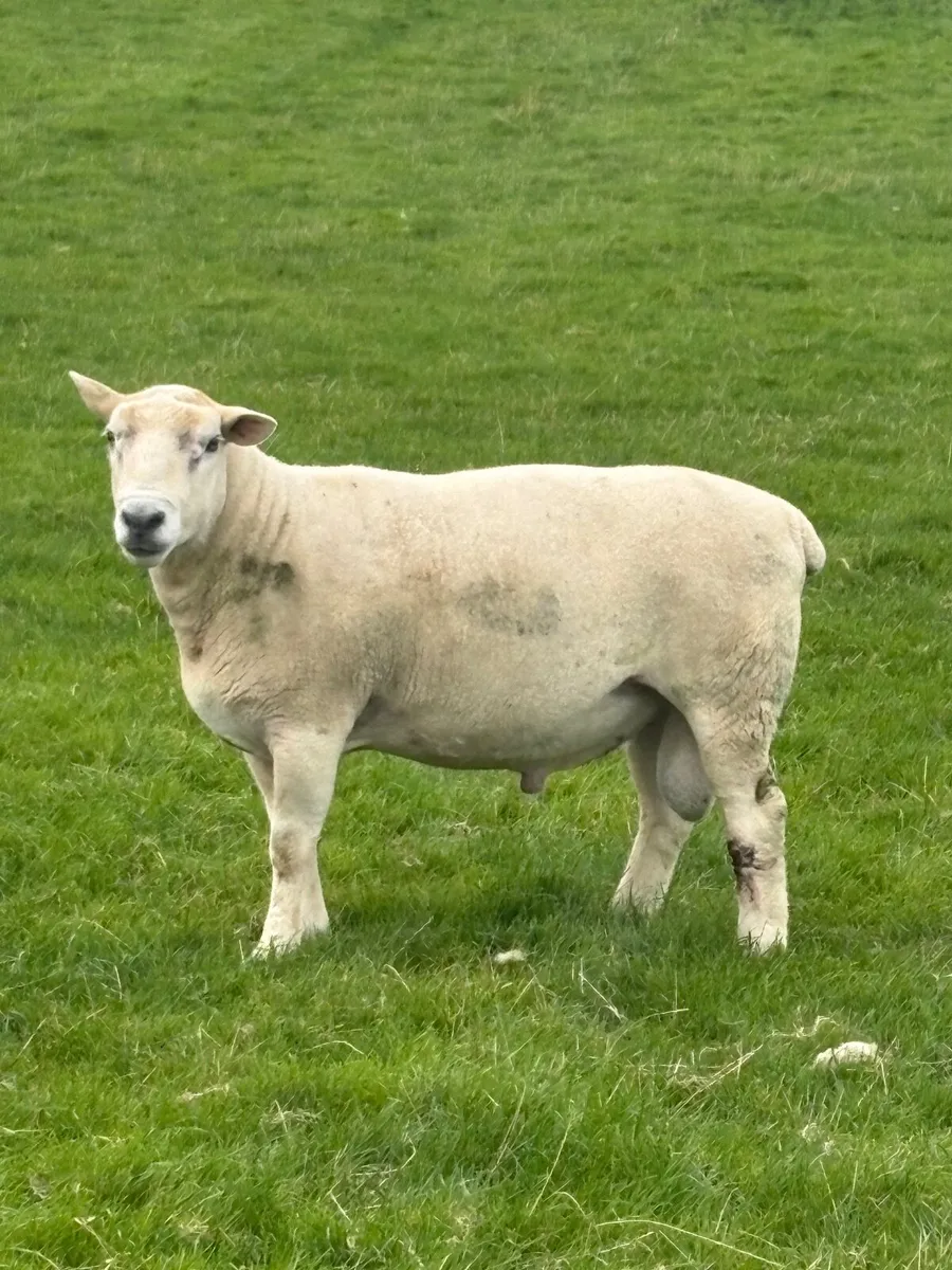Easycare Rams - Image 4