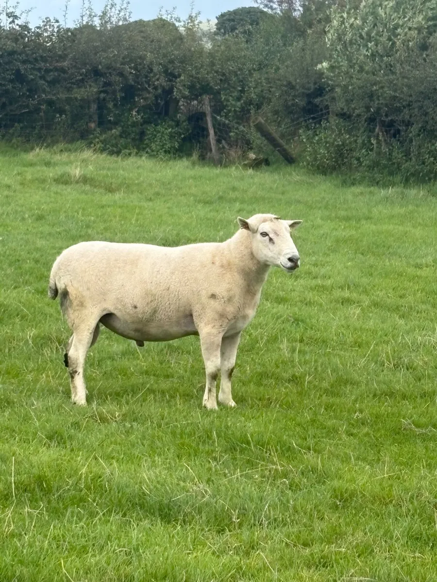 Easycare Teaser Rams - Image 1