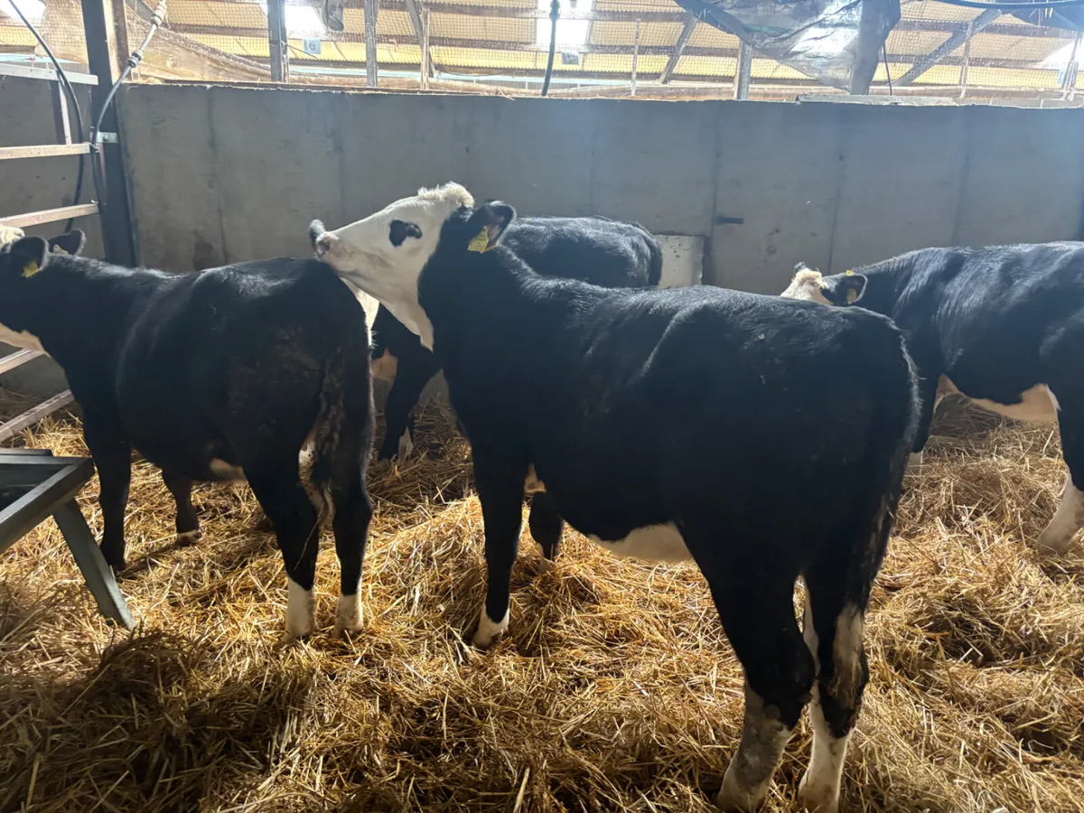 4 Hereford heifer weanlings - Image 2