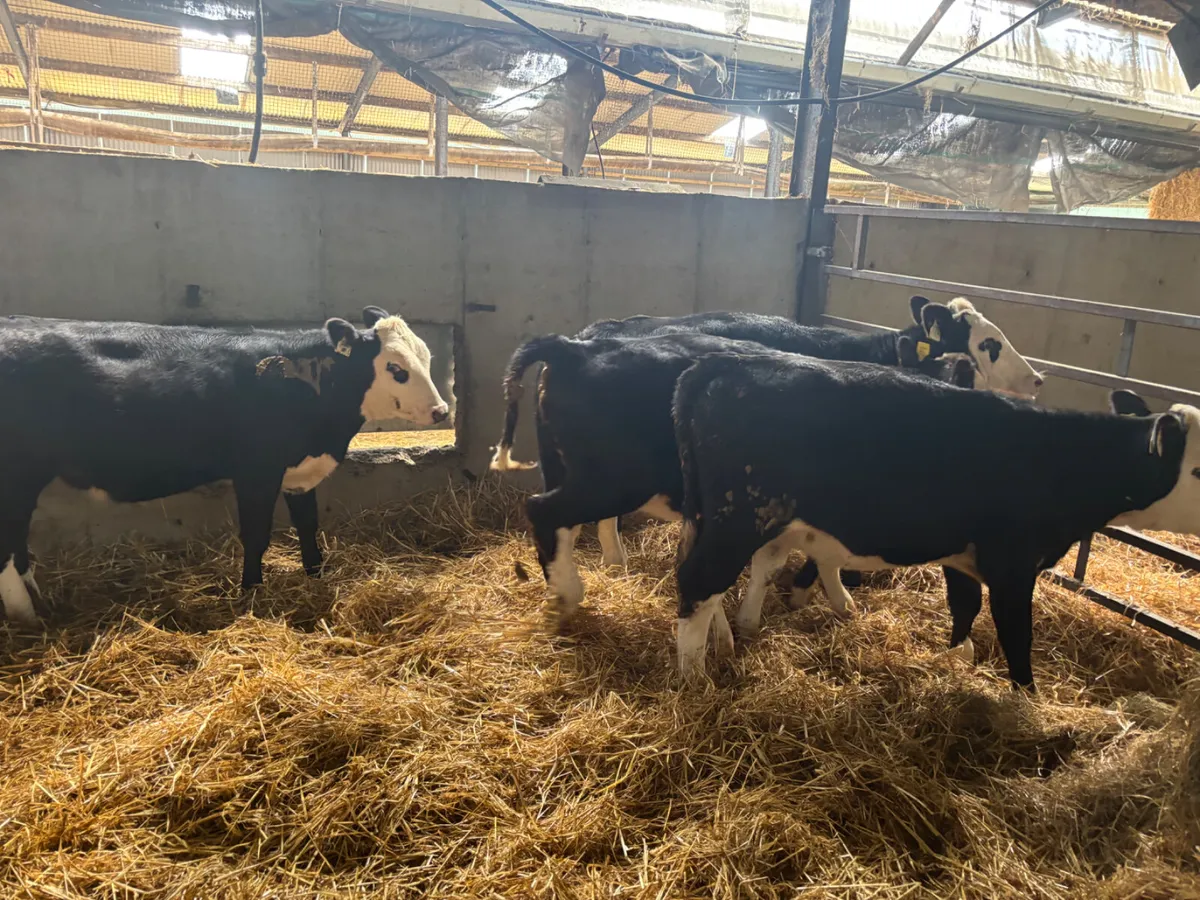 4 Hereford heifer weanlings - Image 4