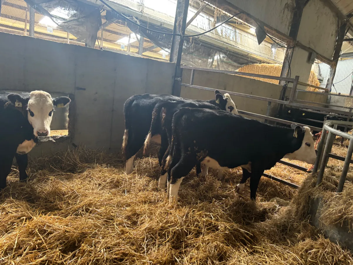 4 Hereford heifer weanlings - Image 3