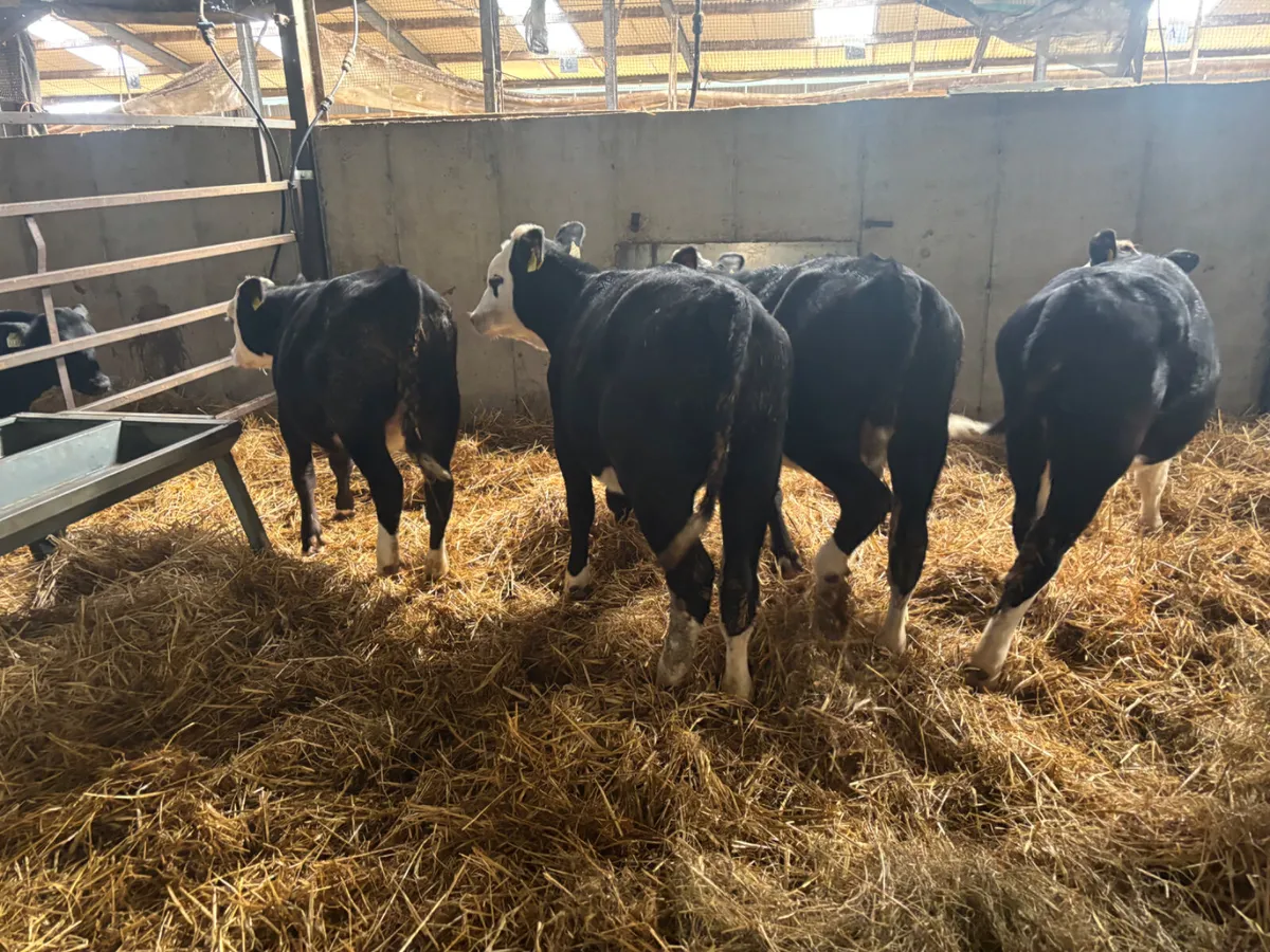 4 Hereford heifer weanlings - Image 1