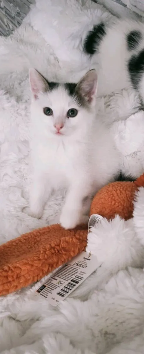Beautiful Norwegian forest mix kittens last 2 left - Image 4