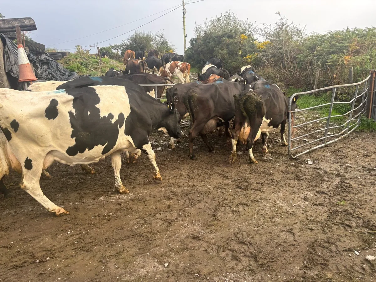 30 fr empty cows - Image 3