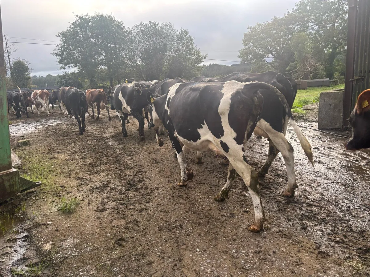 30 fr empty cows - Image 1
