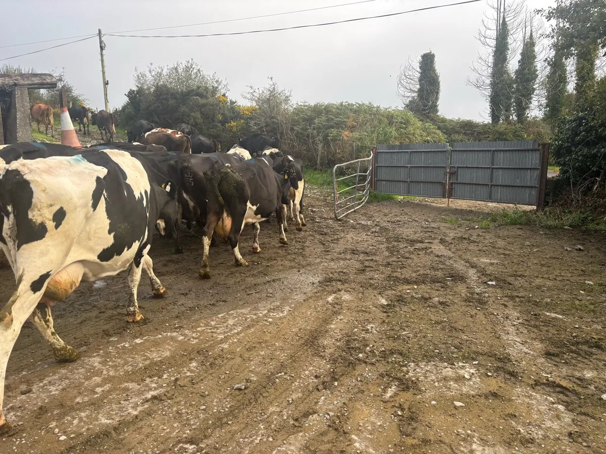 30 fr empty cows - Image 2