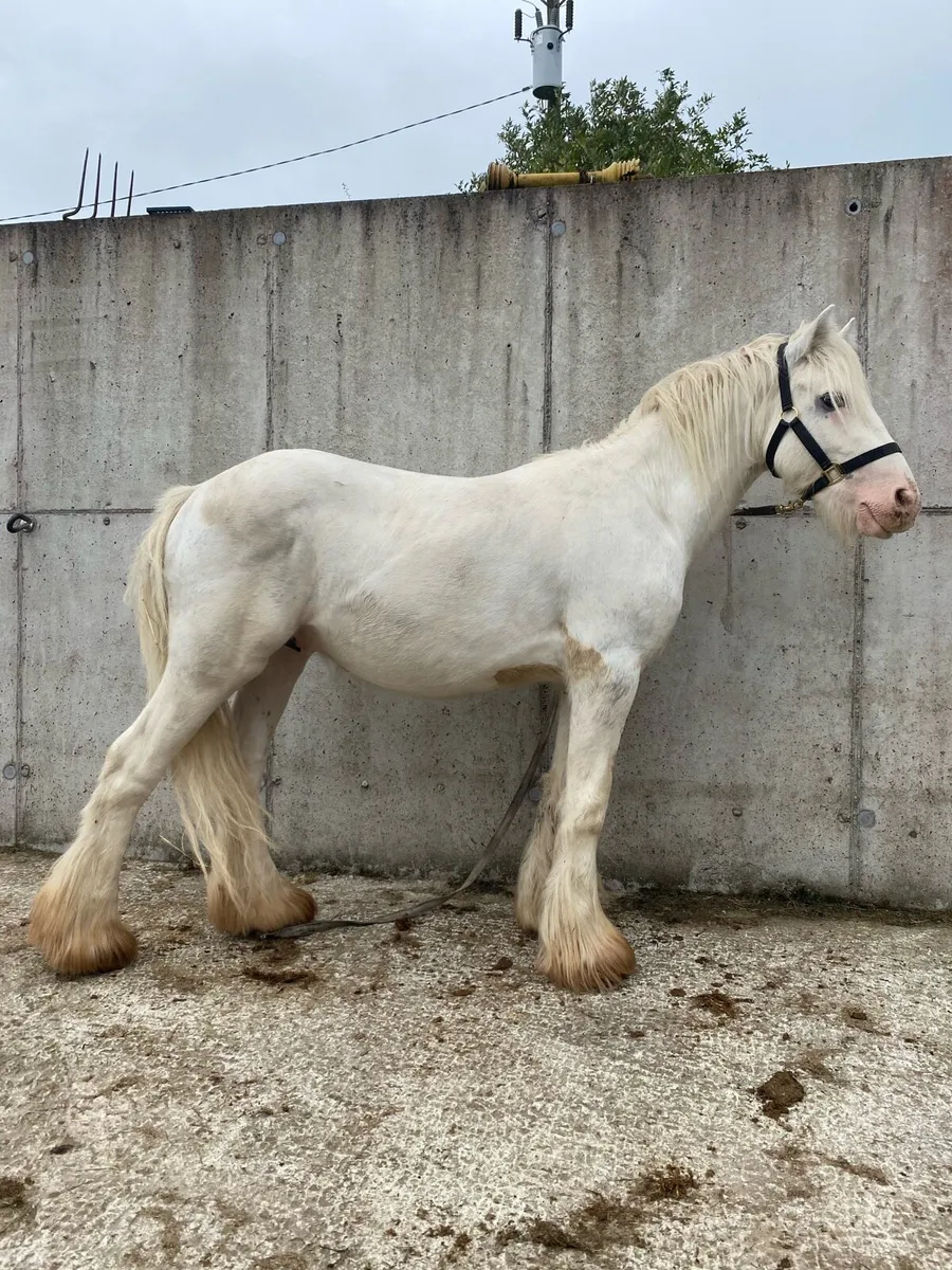 2 year old colt - Image 1