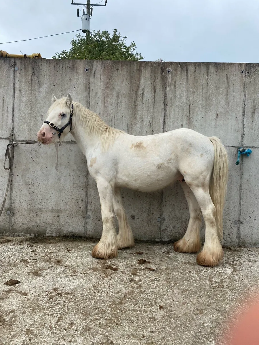 2 year old colt - Image 3