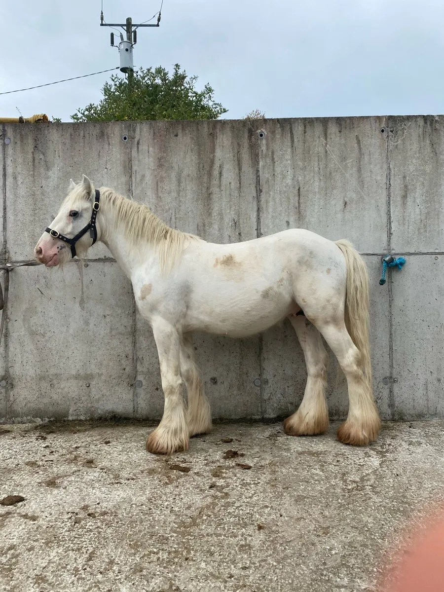 2 year old colt - Image 2