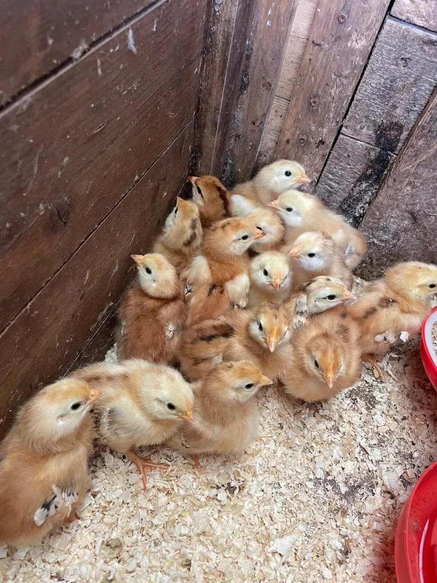 heritage Rhode Island chicks