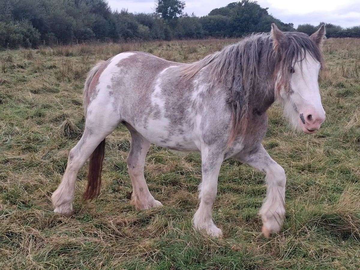 Show Type Strawberry Roan Filly - Image 1