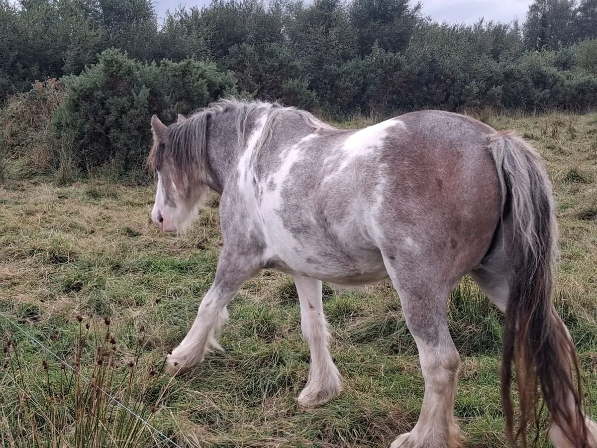 Show Type Strawberry Roan Filly - Image 3