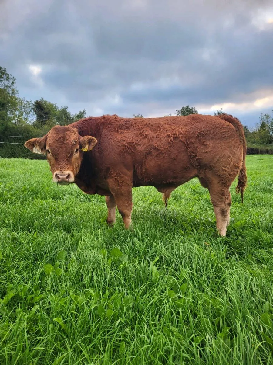 Pedigree non registered bull weanlings - Image 1