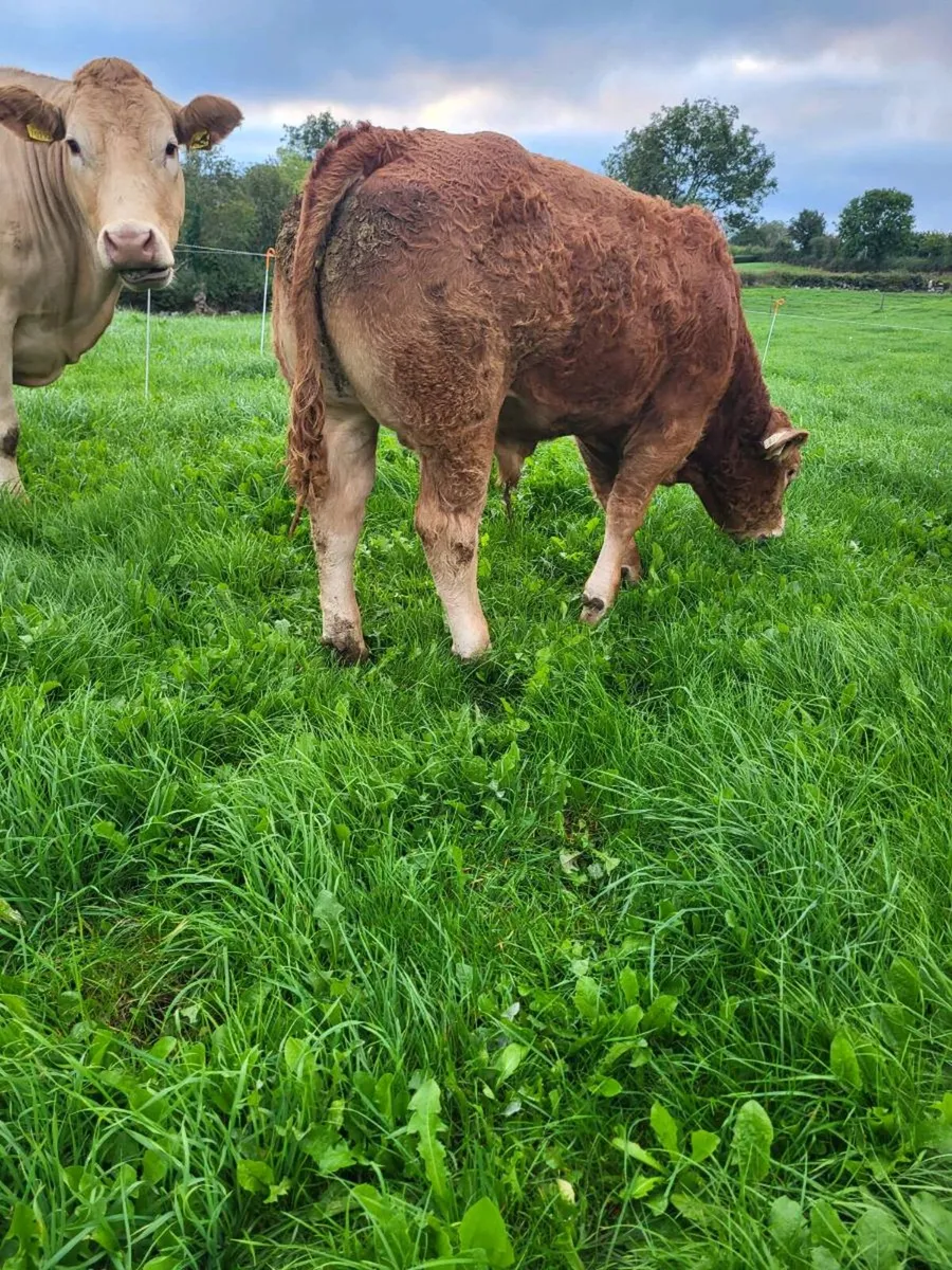 Pedigree non registered bull weanlings - Image 2