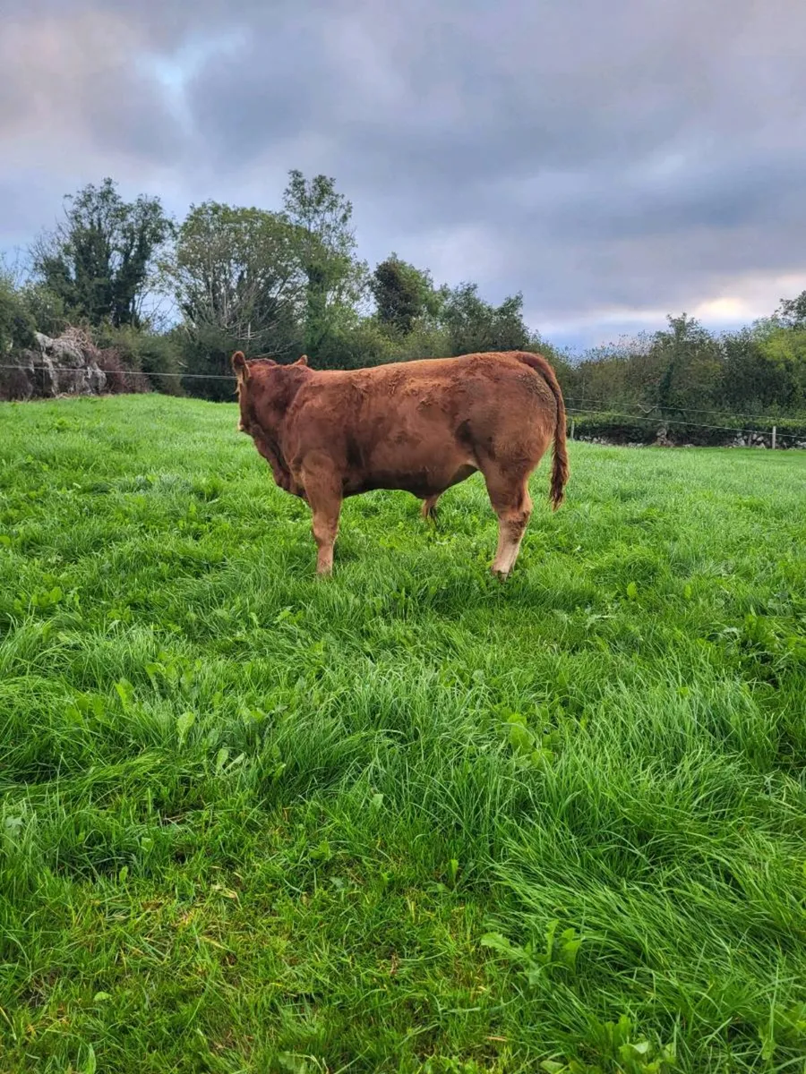Pedigree non registered bull weanlings - Image 4