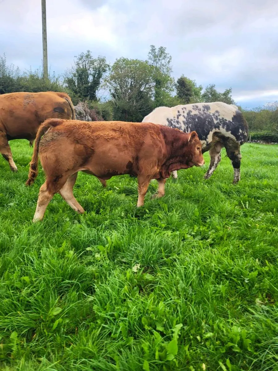 Pedigree non registered bull weanlings - Image 3