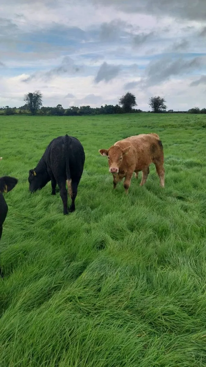Weanling bulls - Image 1