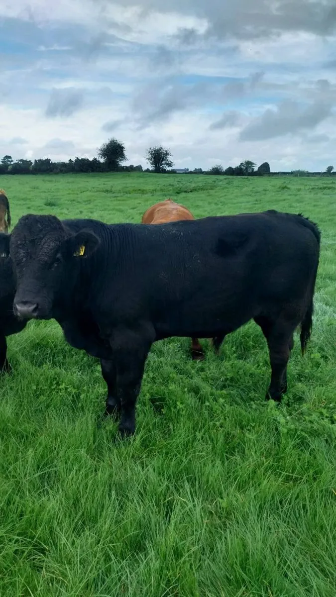 Weanling bulls - Image 2