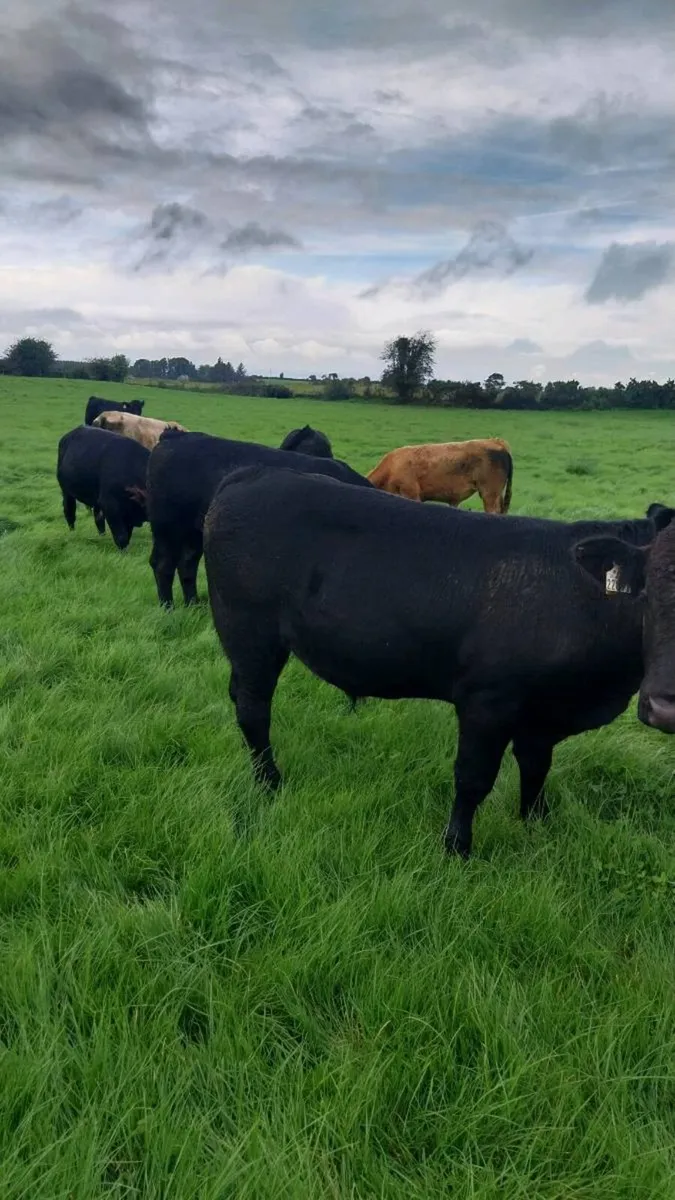 Weanling bulls - Image 3