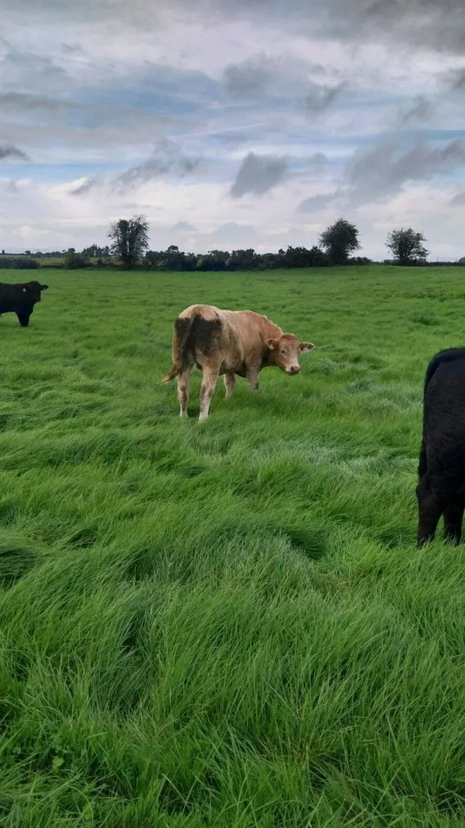Weanling bulls - Image 4