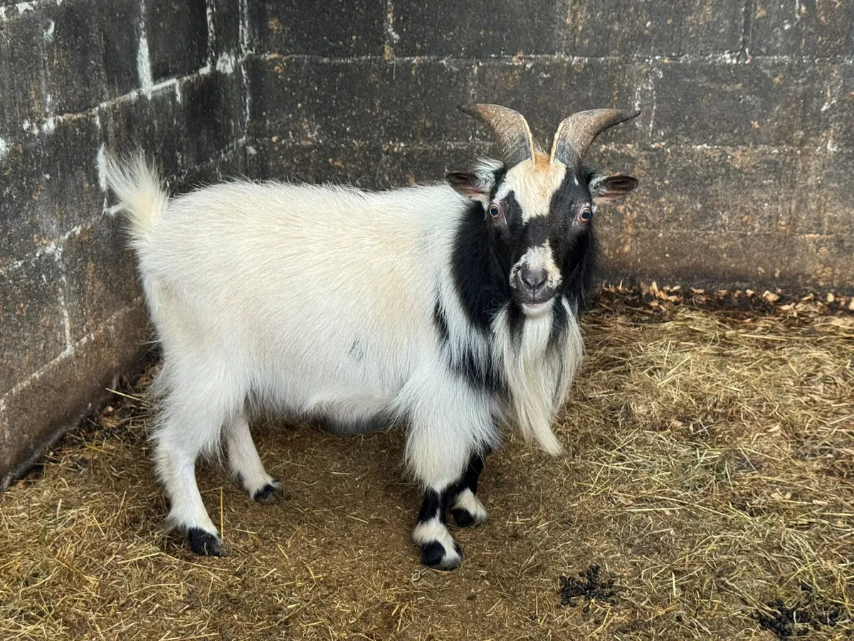 Pygmy puc Goat and his 3 male kids for Sale - Image 1