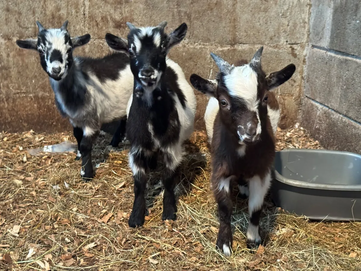 Pygmy puc Goat and his 3 male kids for Sale - Image 2