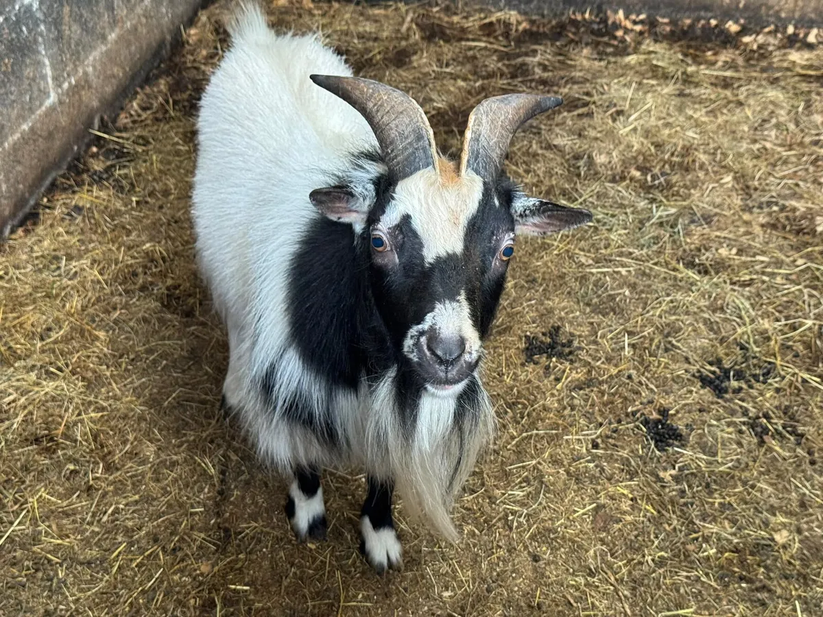 Pygmy puc Goat and his 3 male kids for Sale - Image 4
