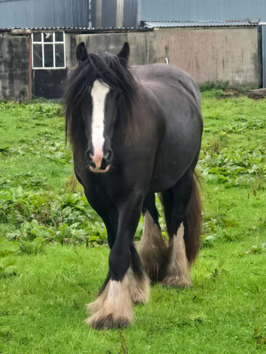 Cob Filly - Image 3