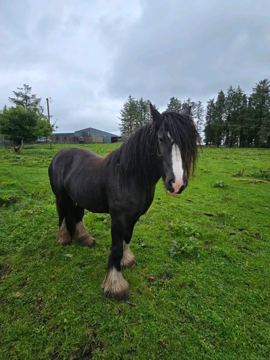 Cob Filly - Image 2