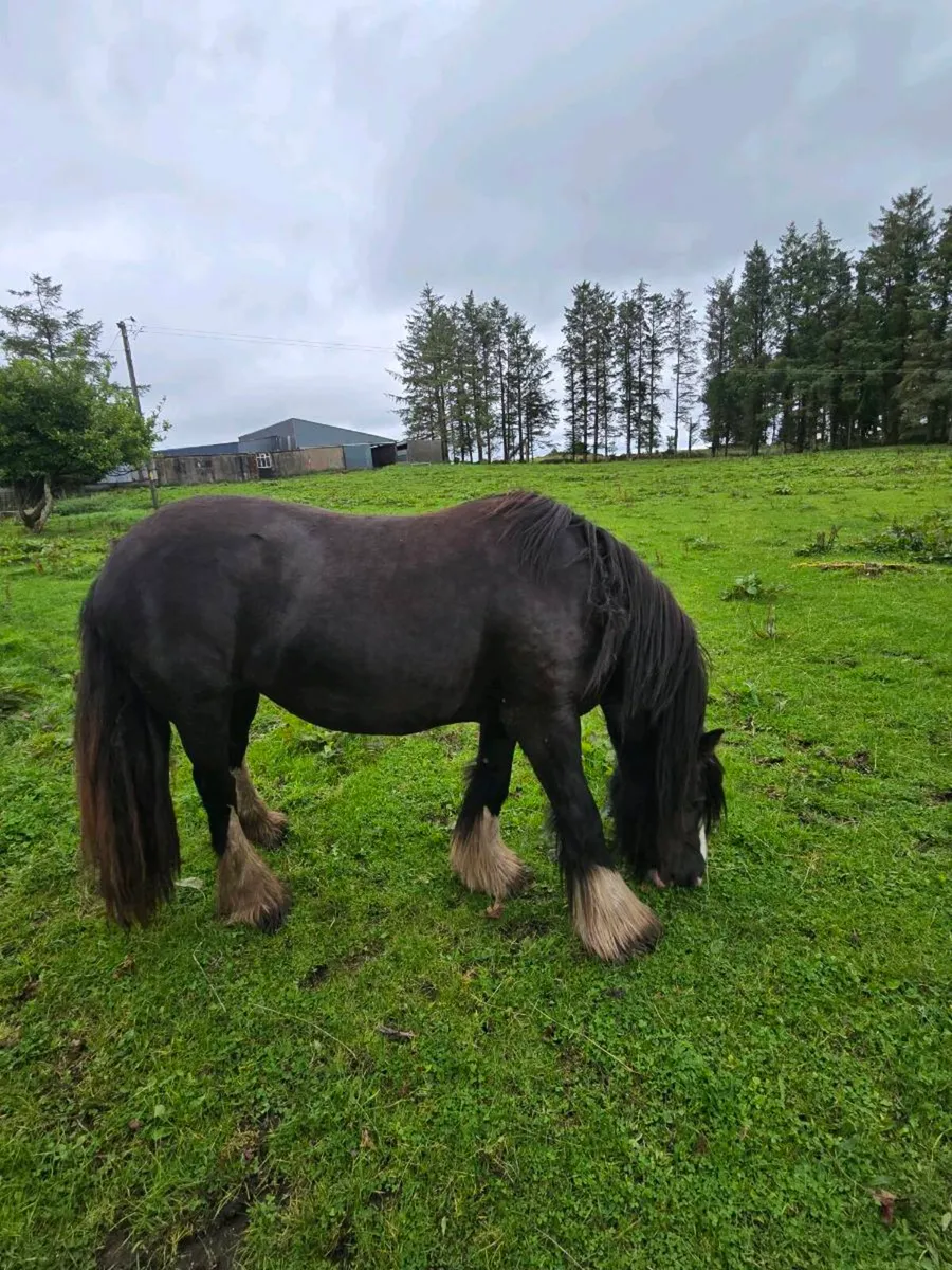 Cob Filly - Image 4
