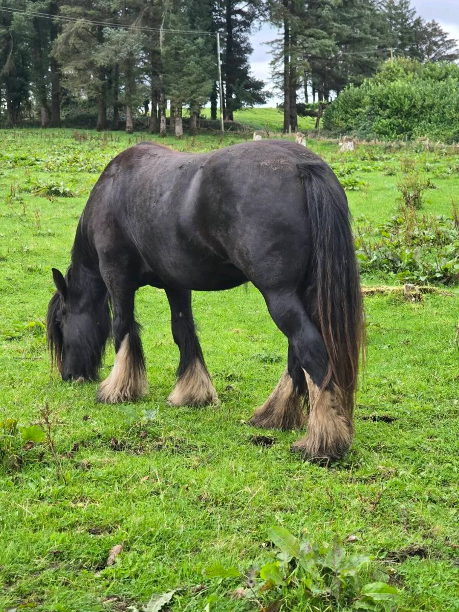 Cob Filly - Image 1