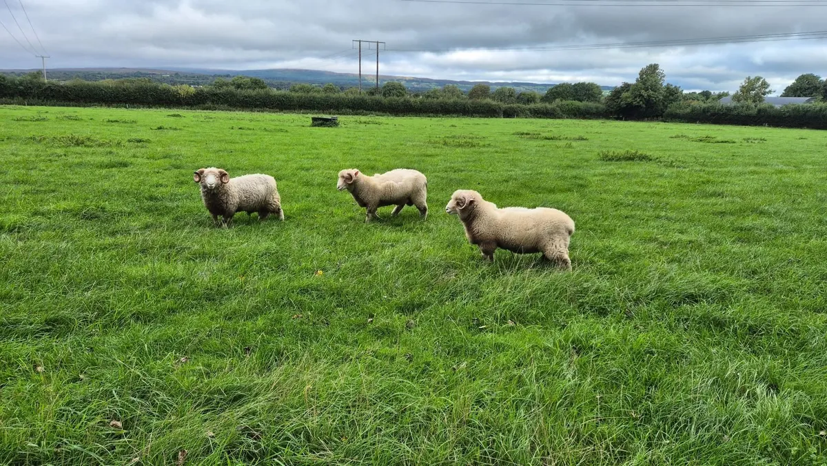 Dorset Rams - Image 1