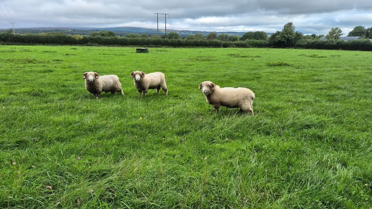 Dorset Rams - Image 2
