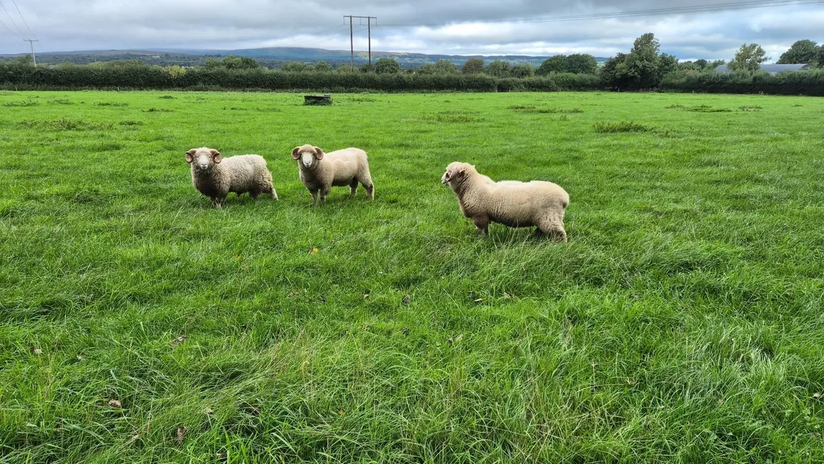 Dorset Rams - Image 3