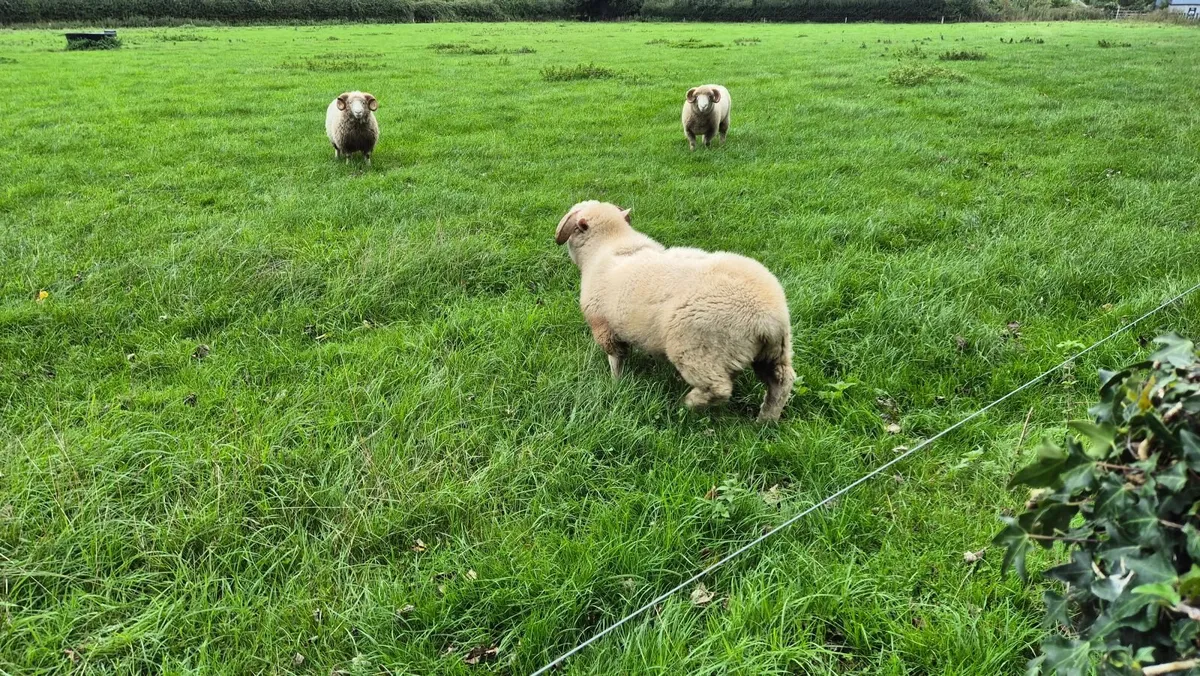 Dorset Rams - Image 4