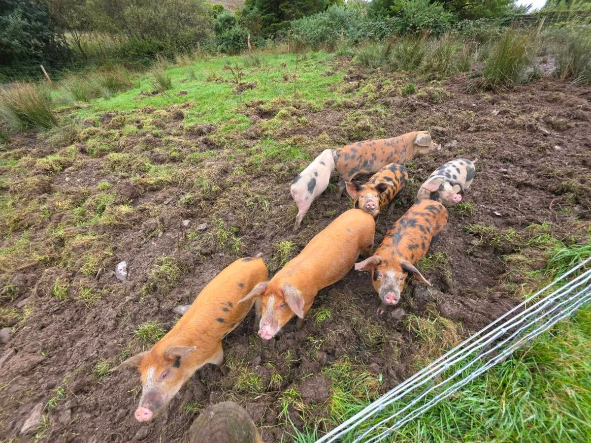 Organic pigs