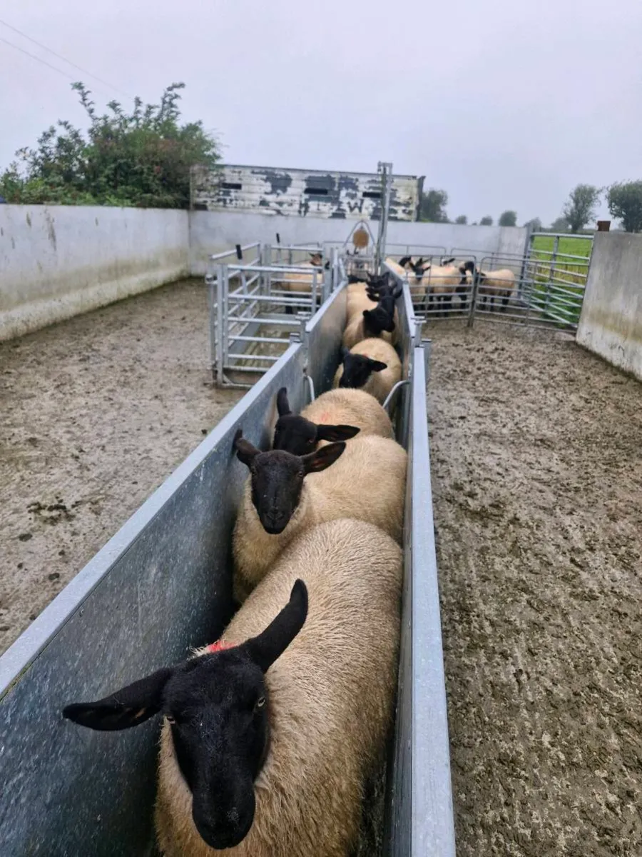10  Suffolk Cross Ewe lambs Mountbellew Mart - Image 1