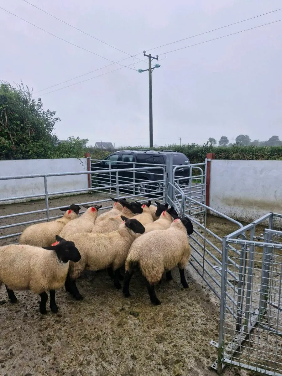 10  Suffolk Cross Ewe lambs Mountbellew Mart - Image 2