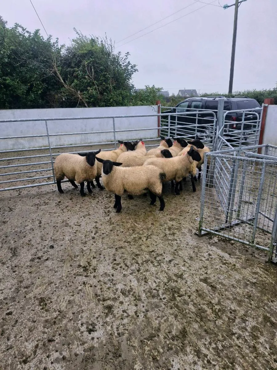 10  Suffolk Cross Ewe lambs Mountbellew Mart - Image 3
