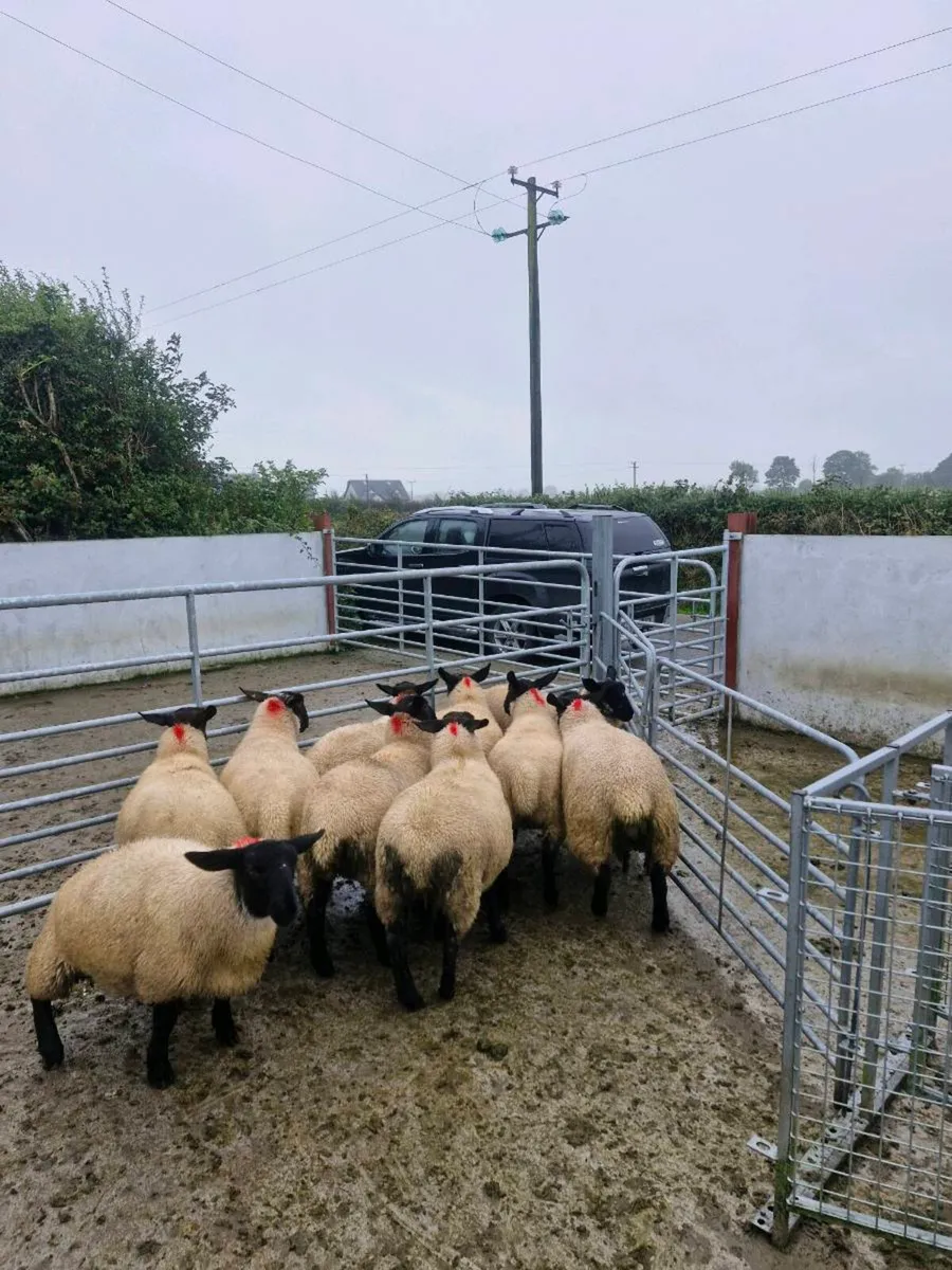 10  Suffolk Cross Ewe lambs Mountbellew Mart - Image 4