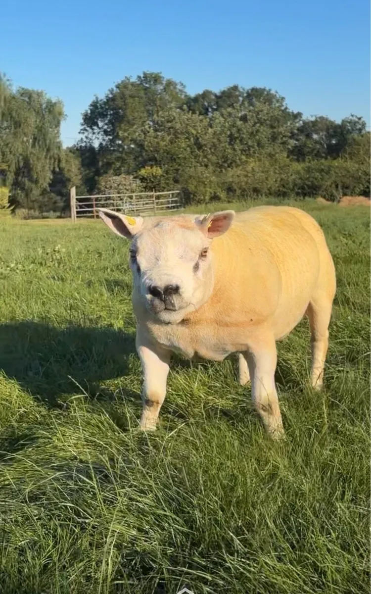 Texel hogget ram