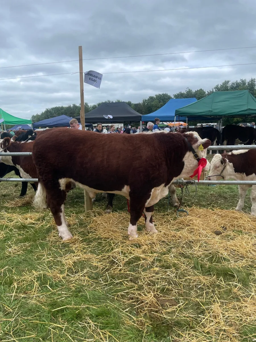 Cattle - Image 3