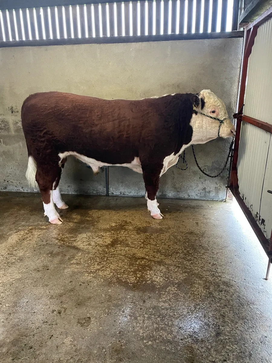 Cattle - Image 4