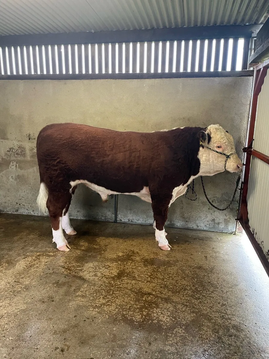 Cattle - Image 1