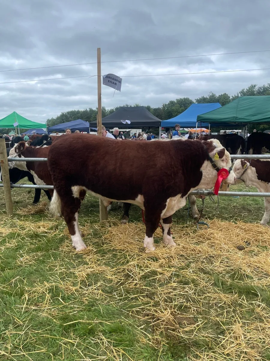 Cattle - Image 2