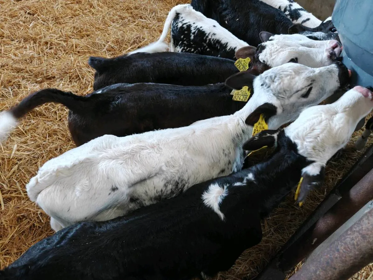 Calves - Image 4