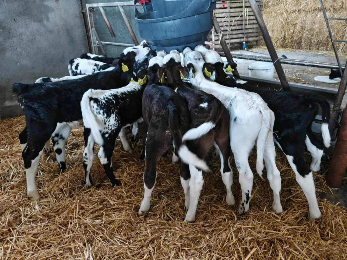 Calves - Image 2