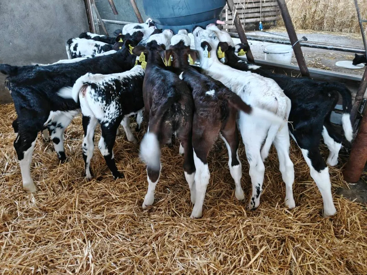 Calves - Image 3